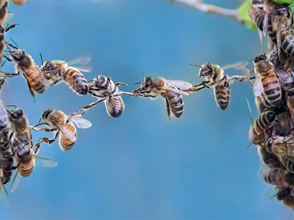 Eine Gruppe von Bienen ist auf einem Zweig versammelt, während einige von ihnen akitiv mit anderen interagieren; der Hintergrund ist unscharf und zeigt eine blaue Farbgebung.