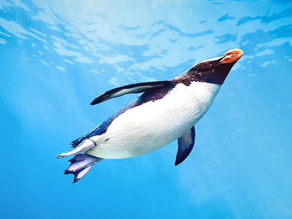 Ein Pinguin schwimmt elegant unter Wasser in einem klaren, blauen Ozean.