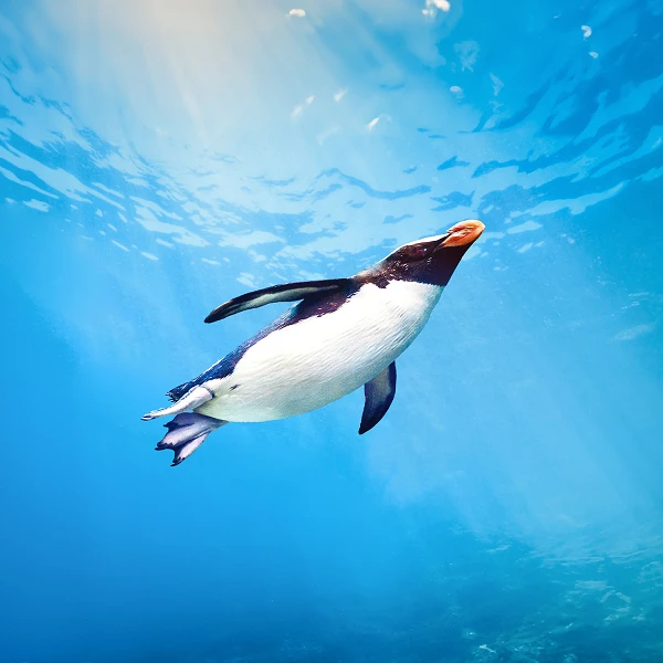 Ein Pinguin schwimmt elegant durch das klare, blaue Wasser, während Sonnenstrahlen nach unten fallen und eine ruhige Unterwasseratmosphäre schaffen.