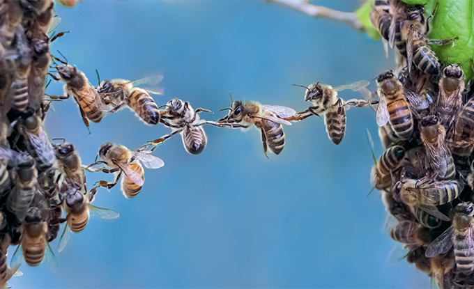 Eine Gruppe von Bienen ist auf einem Zweig versammelt, während einige von ihnen akitiv mit anderen interagieren; der Hintergrund ist unscharf und zeigt eine blaue Farbgebung.