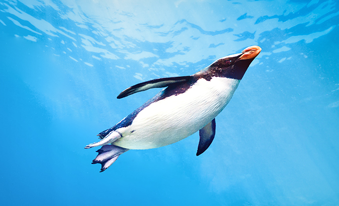 Ein Pinguin schwimmt elegant unter Wasser in einem klaren, blauen Ozean.