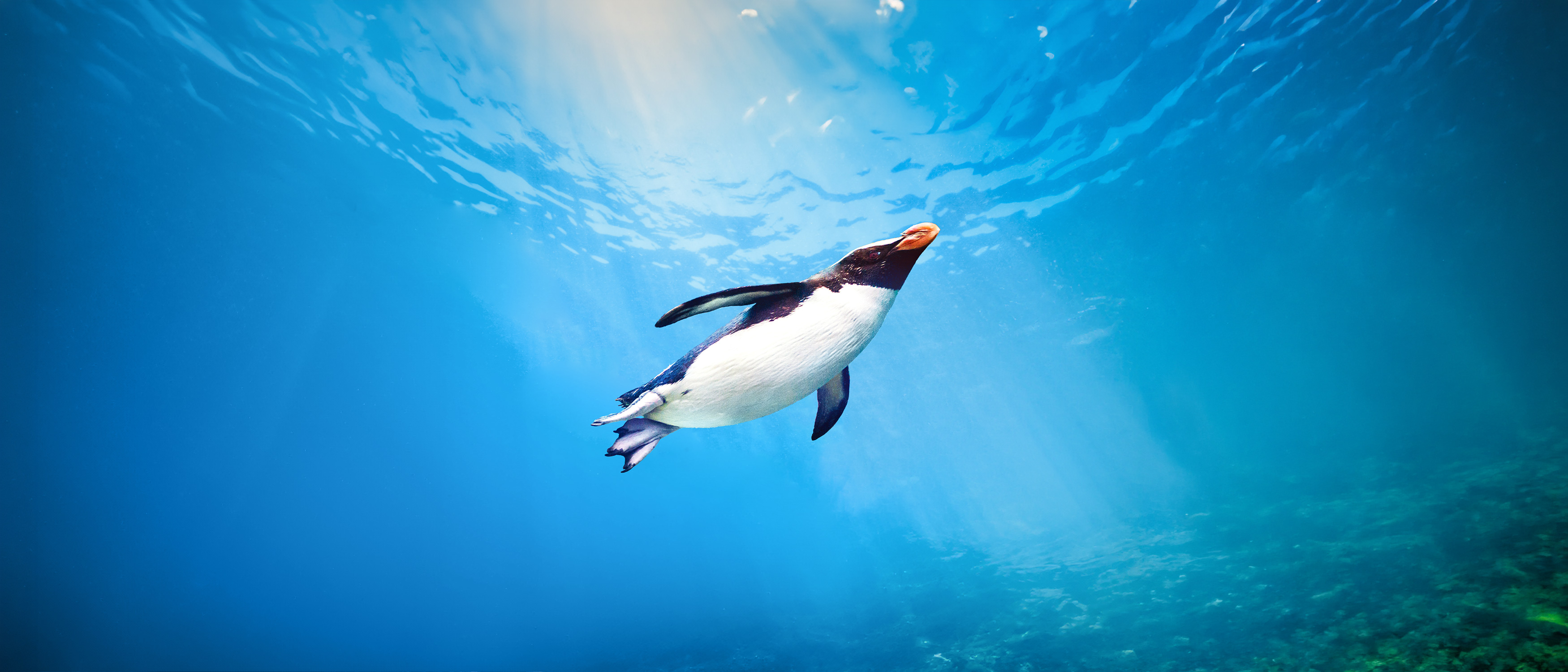 Ein Pinguin schwimmt elegant durch das klare, blaue Wasser, während Sonnenstrahlen nach unten fallen und eine ruhige Unterwasseratmosphäre schaffen.